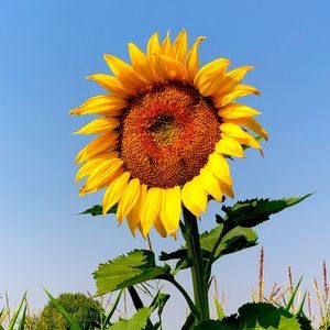 Meet your Posher, Daniela